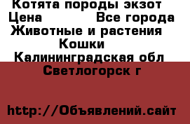 Котята породы экзот › Цена ­ 7 000 - Все города Животные и растения » Кошки   . Калининградская обл.,Светлогорск г.